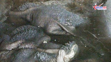 Nội tạng bò ngâm trong nước đen sì, chế biến trên sàn dơ bẩn