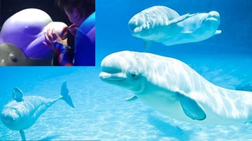 Tô son cho cá voi, nữ huấn luyện viên khiến cộng đồng mạng giận giữ