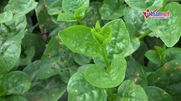 'Vén màn bí mật'  công nghệ trồng rau mồng tơi thu vài chục triệu một tháng