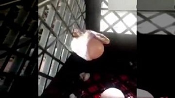 Mò vào chuồng gà, rắn bị kẹt đầu vào lưới sắt vì... quả trứng