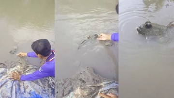 Cà Mau: Đàn cá chạy lên bờ xin thức ăn và chơi với ngư dân