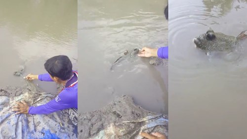 Cà Mau: Đàn cá chạy lên bờ xin thức ăn và chơi với ngư dân