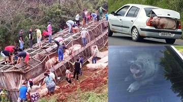 Xe tải chở 120 con lợn bị lật, người dân mang cả ô tô đi ‘hôi của’