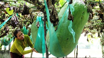 Bí đao khổng lồ có thể 