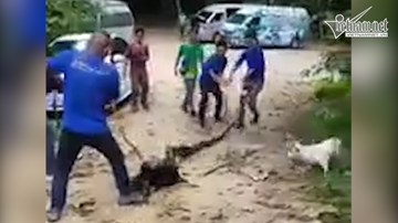 Dân làng hiệp lực cứu chó bị trăn siết chặt