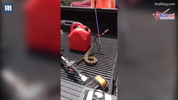 Rắn chuông bị bắn nát đầu vẫn vùng lên tấn công người