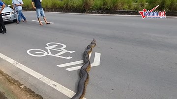 Xem trăn khổng lồ anaconda trườn qua đường ở Brazil