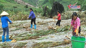Xót cảnh em bé Hà Giang đi mót từng bắp ngô sau lũ