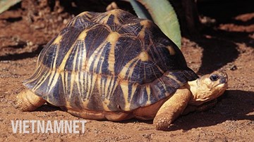 Loài rùa 'đẹp nhất hành tinh' sống được gần 200 năm sắp tuyệt chủng