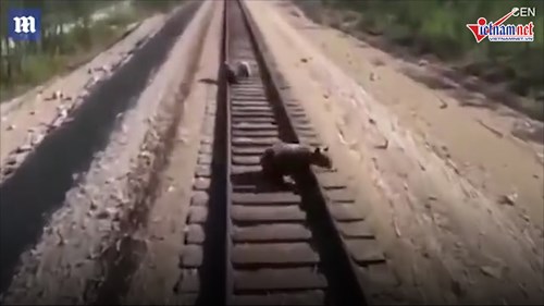 Liều mình cứu con kẹt trên đường ray, gấu mẹ bị tàu hỏa cán chết