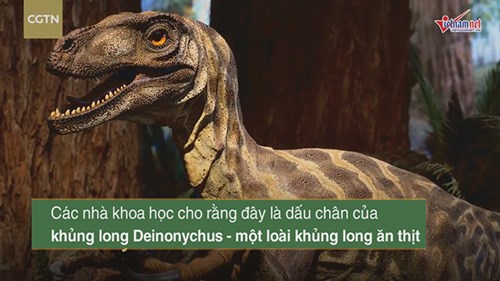 Tận mắt nhìn dấu chân khủng long ăn thịt sống cách đây 120 triệu năm