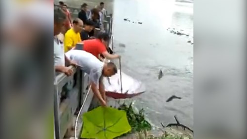 Cá nhảy tanh tách khỏi hồ nước, dân đua nhau mang ô ra hứng