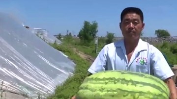 Bạn có thể không nặng bằng quả dưa hấu khổng lồ này