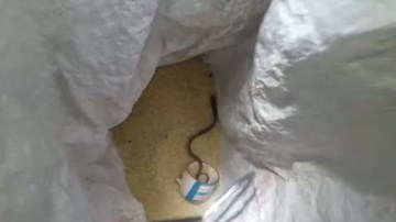 Thò tay vào bao lấy gạo nấu cơm, cô gái khiếp sợ đụng phải rắn hổ mang