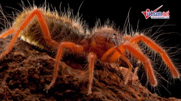 Loài nhện lạc đà kinh dị xơi tái miếng mồi to ngang mình trong nháy mắt
