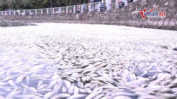 Xác cá chết trắng kéo dài cả trăm mét dọc đường ven hồ Tây