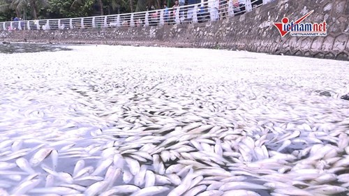 Xác cá chết trắng kéo dài cả trăm mét dọc đường ven hồ Tây
