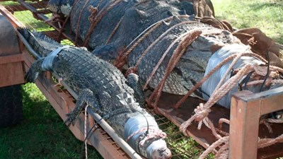 Bắt cá sấu ‘quái vật’ nặng 600kg sau gần 10 năm săn lùng