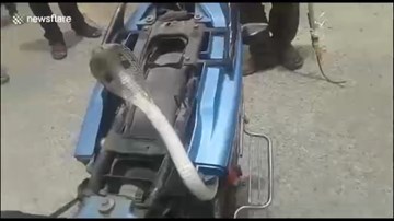 Bị mắc kẹt, rắn hổ mang cực độc thò đầu lên yên xe máy dọa người