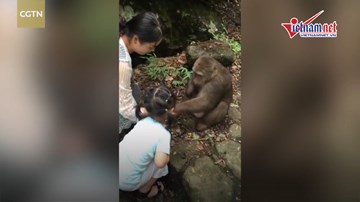 Bị trêu chọc, khỉ 'giận cá chém thớt', đấm thẳng mặt bé gái