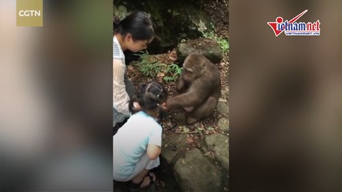 Bị trêu chọc, khỉ 'giận cá chém thớt', đấm thẳng mặt bé gái