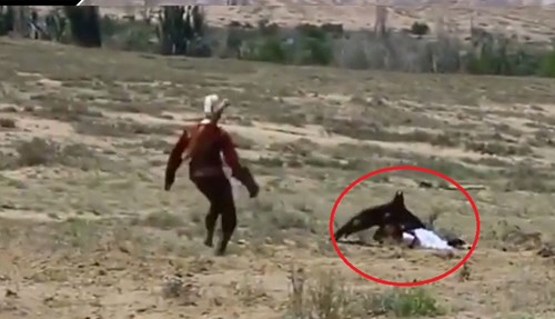 Đại bàng khổng lồ tấn công bé gái dữ dội