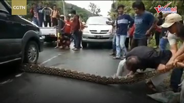 Giải cứu trăn khổng lồ dài 10m bị ô tô cán