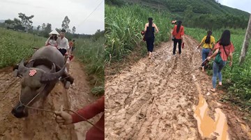 Nghệ An: Chuyện chưa biết về đám cưới chú rể đón dâu bằng xe trâu