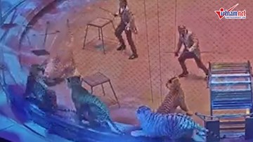 Hổ và sư tử nổi điên lao vào cắn xé nhau trong lúc biểu diễn xiếc