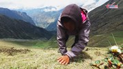 Hành trình đánh đổi mạng sống đi tìm 'viagra' tự nhiên của người Nepal
