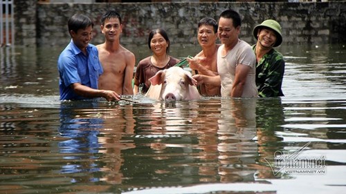 Lụt ở Chương Mỹ: 'Hộ tống' lợn chạy khỏi biển nước