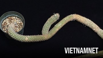 Thực hư chuyện cây xương rồng được rao bán với giá gần 6 tỷ đồng