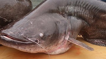 Cặp cá leo khổng lồ hiếm có, nặng hơn 1 tạ