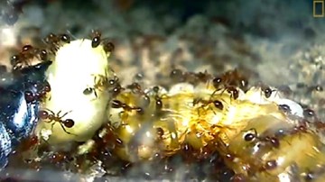 Gián mẹ quằn quại sinh nở trong vòng vây kiến lửa ăn thịt