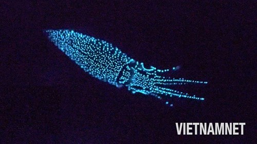 Tới vịnh sâu nhất Nhật Bản thưởng thức 'hương vị của ánh sáng'