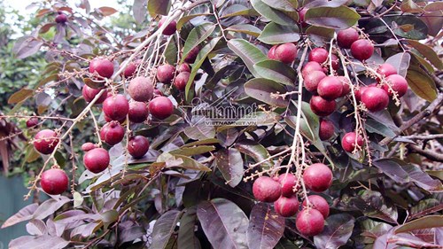 'Lộc trời' chỉ có ở Việt Nam: Vạn người mê, nước ngoài... xếp hàng xin mua