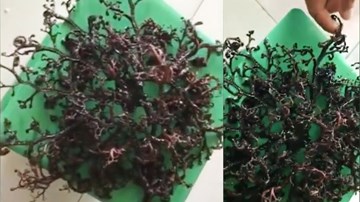 Báo Nga đăng video 'quái vật biển' dạt bờ ở Việt Nam