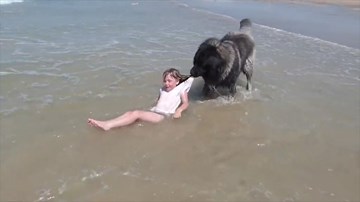 Sợ cô chủ nhỏ bị sóng đánh trôi, chú chó to lớn kéo bằng được lên bờ