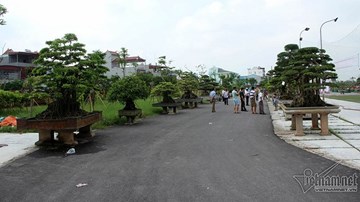 Choáng ngợp với con đường siêu cây đình đám trăm tỷ