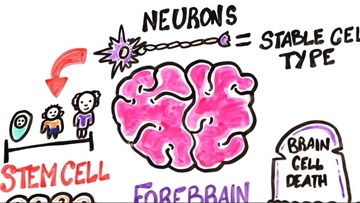 Mất ngủ, hút thuốc, khí thải, uống rượu... phá hủy não bộ như thế nào?