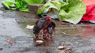 Khoảnh khắc cảm động: Gà mẹ dùng thân bảo vệ đàn gà con giữa trời mưa