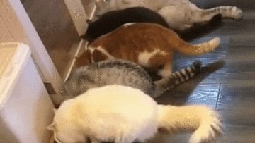 Không thể nhịn cười với loạt thú cưng siêu đáng yêu này