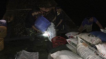 Hàng tấn cá lại chết ở hồ Tây, công nhân vớt xuyên đêm