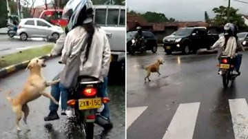 Chú chó tuyệt vọng đuổi theo chủ giữa con đường trơn trượt sau mưa