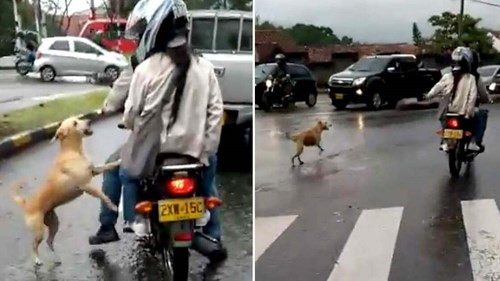 Chú chó tuyệt vọng đuổi theo chủ giữa con đường trơn trượt sau mưa
