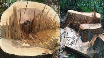 Tan hoang rừng phòng hộ A Lưới: Cây xẻ tại chỗ, gỗ nằm ngổn ngang