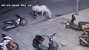 Mẹ sơ ý để con trai 3 tuôi bị ngựa đá văng xa