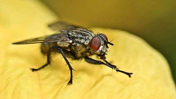 Vì sao ruồi luôn cọ sạch chân trước khi ăn?