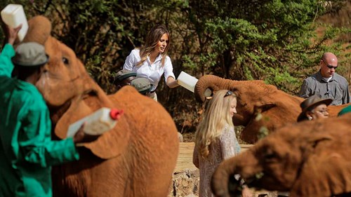 Melania Trump bị voi con húc vào người