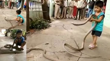 Bé trai 3 tuổi chơi với rắn khổng lồ dài 3m như thú cưng